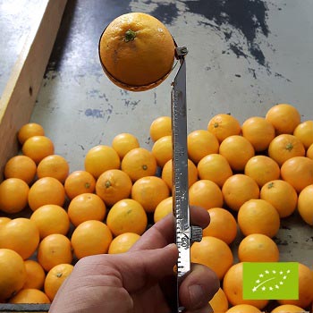 apelsīni Navelina mazie BIO kastē 12 kg