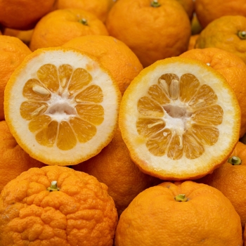 rūgti apelsīni BIO kastē 10 kg