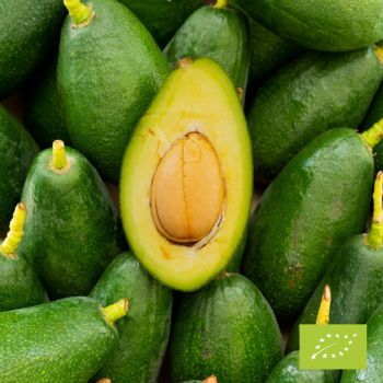 авокадо Бэйкон БИО 12 кг